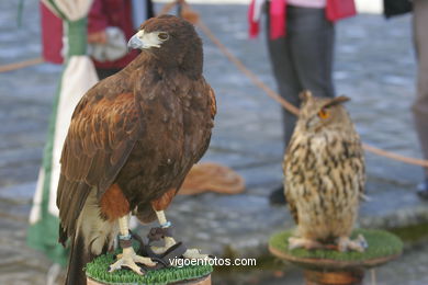 Demostraci�n de cetrer�a
(Fiesta de la Arribada)
. 
