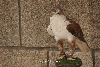 Exhibici�n cetrera en la fiesta de la arribada. Baiona. 