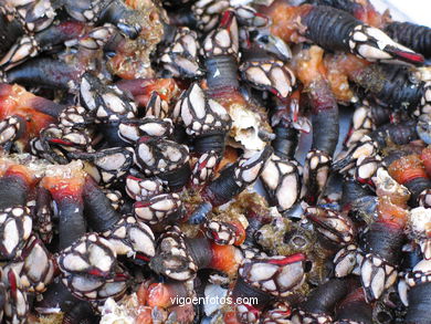 Marisco - Gastronom�a - Baiona. 