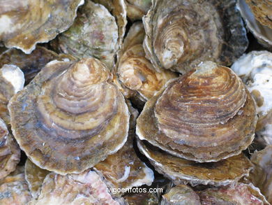 Marisco - Gastronom�a - Baiona. 