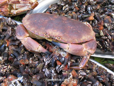 Marisco - Gastronom�a - Baiona. 