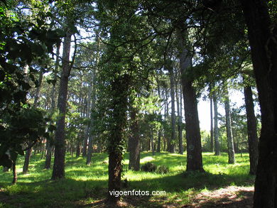 Bosque Interior . 