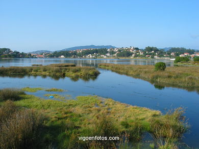 Marisma del r�o Mi�or (Baiona). 