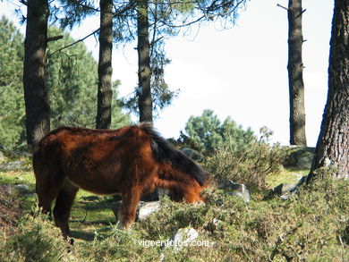 Parque Forestal da Lagoa - Baiona. 