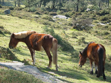 Parque Forestal da Lagoa - Baiona. 
