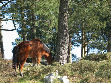 Parque Forestal da Lagoa - Baiona. 