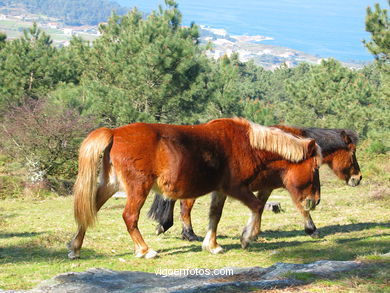 Parque Forestal da Lagoa - Baiona. 