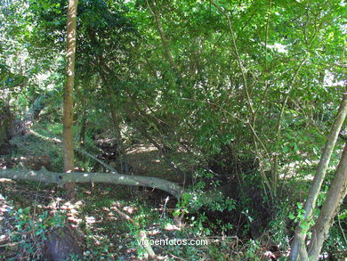 Puente medieval sobre el río Orxas de Aldán - Cangas.