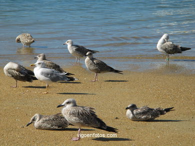 Playa de San Cibr�n - Cangas. 