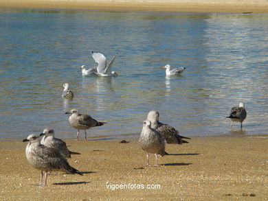 Playa de San Cibr�n - Cangas. 