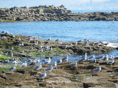 Playa de A Congorza - Cangas. 
