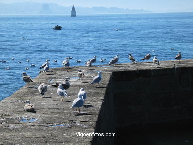 Playa de A Congorza - Cangas. 
