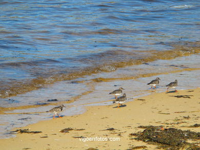 Playa de Vilari�o - Cangas. 