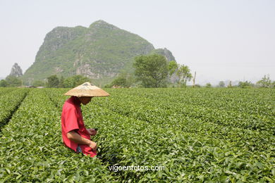 Traditional tea plantation. 