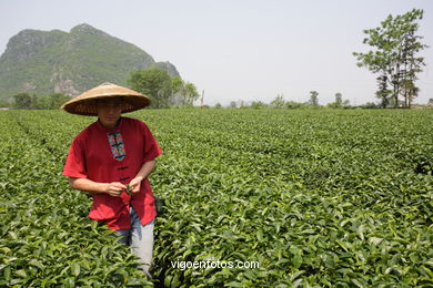 Traditional tea plantation. 