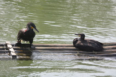 Fishing with cormorants. 