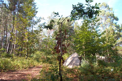 Vista de la situación del megalito
- (Map location).