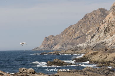 Acantilados de las Islas C�es (Vigo). 