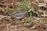 Birds of the islands. Fauna and flora of the islands. 