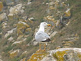Birds of the islands. Fauna and flora of the islands. 