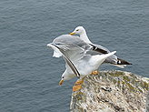 Birds of the islands. Fauna and flora of the islands. 