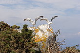 Birds of the islands. Fauna and flora of the islands. 
