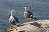 Birds of the islands. Fauna and flora of the islands. 