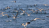 Birds of the islands. Fauna and flora of the islands. 