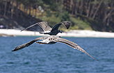 Birds of the islands. Fauna and flora of the islands. 