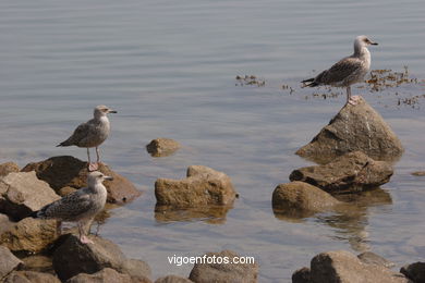 Aves de las islas
(Fauna y flora de las islas)
.