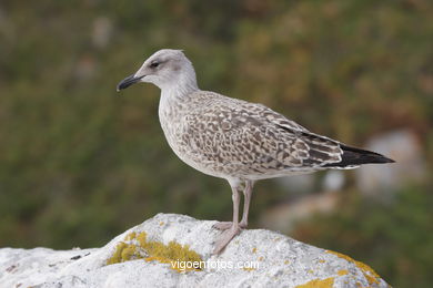 Aves de las Islas C�es. 