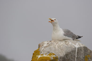 Aves de las Islas C�es. 