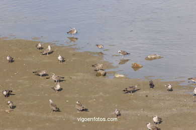 Aves de las islas
(Fauna y flora de las islas)
.
