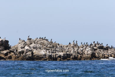 Aves de las islas
(Fauna y flora de las islas)
. 