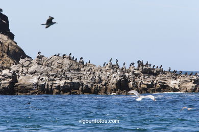 Aves de las islas
(Fauna y flora de las islas)
. 