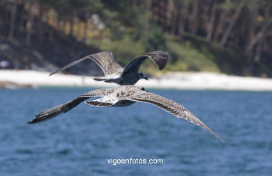 Aves de las islas Cíes