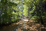 Los bosques. Fauna y flora de las islas. 