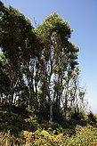 Los bosques. Fauna y flora de las islas. 