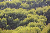Los bosques. Fauna y flora de las islas. 