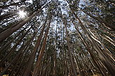 Los bosques. Fauna y flora de las islas. 
