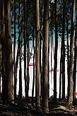 Los bosques. Fauna y flora de las islas. 