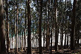 Los bosques. Fauna y flora de las islas. 