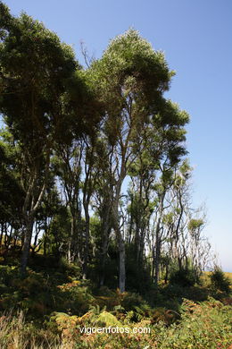 Los bosques de las Islas C�es. 