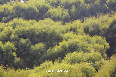 Los bosques de las Islas C�es. 