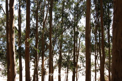 The forests
(Fauna and flora of the islands)
. 