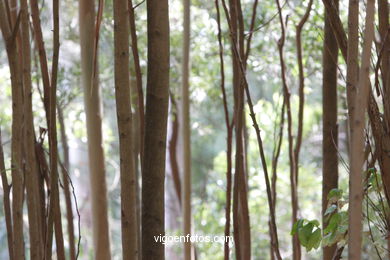 Los bosques de las Islas C�es. 