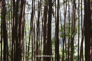 Los bosques de las Islas C�es. 