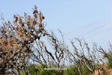 Los bosques de las Islas C�es. 