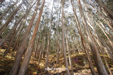 Los bosques de las Islas C�es. 