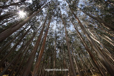 Los bosques de las Islas C�es. 